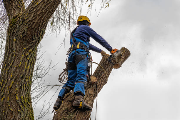 Best Tree Disease Treatment  in Tatum, TX