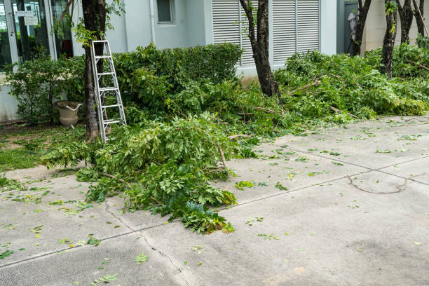 How Our Tree Care Process Works  in  Tatum, TX