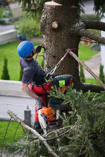 Organic Lawn Care Solutions in Tatum, TX