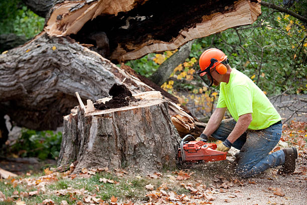 Best Tree Health Inspection  in Tatum, TX