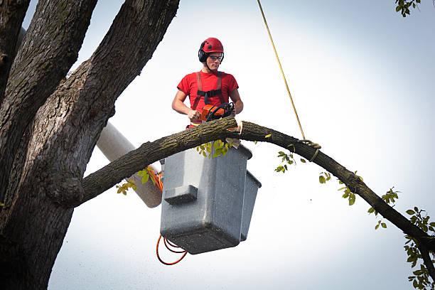 Best Emergency Tree Removal  in Tatum, TX