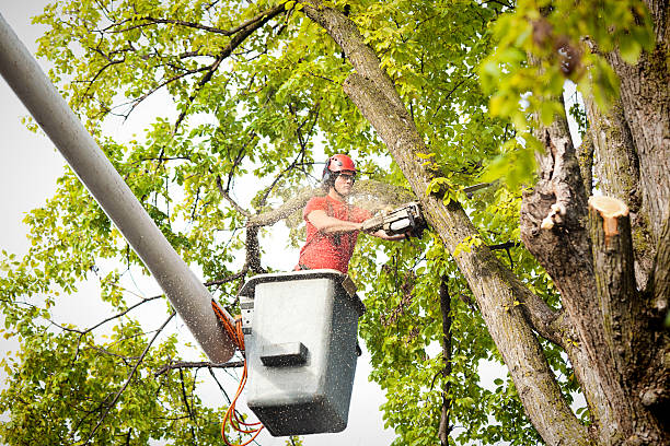 Best Tree Removal  in Tatum, TX