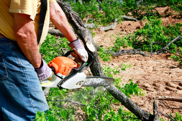 Tree and Shrub Care in Tatum, TX